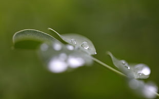 selective focus photography of water droplet on green leaf